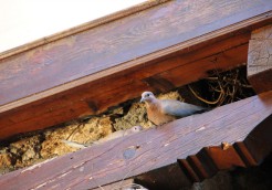 鳩さん、こんにちは