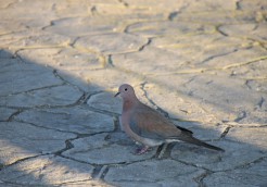 鳩さん、再び